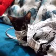 Gatinho