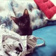Gatinho