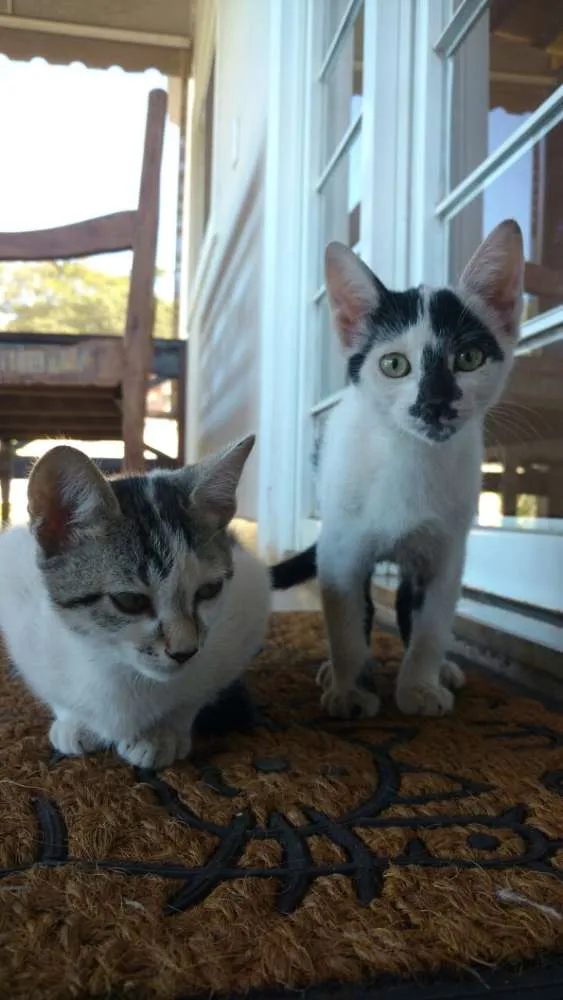 Gato ra a SRD idade 2 a 6 meses nome Nina e Malu