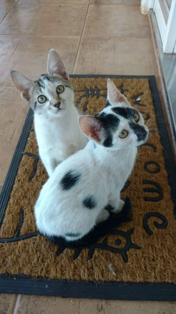 Gato ra a SRD idade 2 a 6 meses nome Nina e Malu
