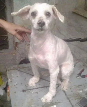 Cachorro raça Poodle idade 5 anos nome Branco