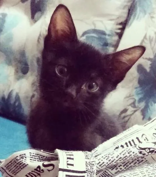 Gato ra a srd idade Abaixo de 2 meses nome Gatinho