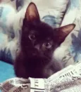 Gatinho