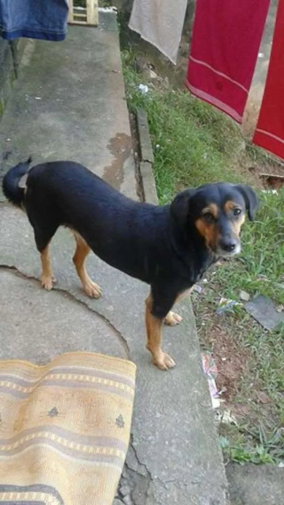 Cachorro ra a vira lata idade 3 anos nome sofia e mel