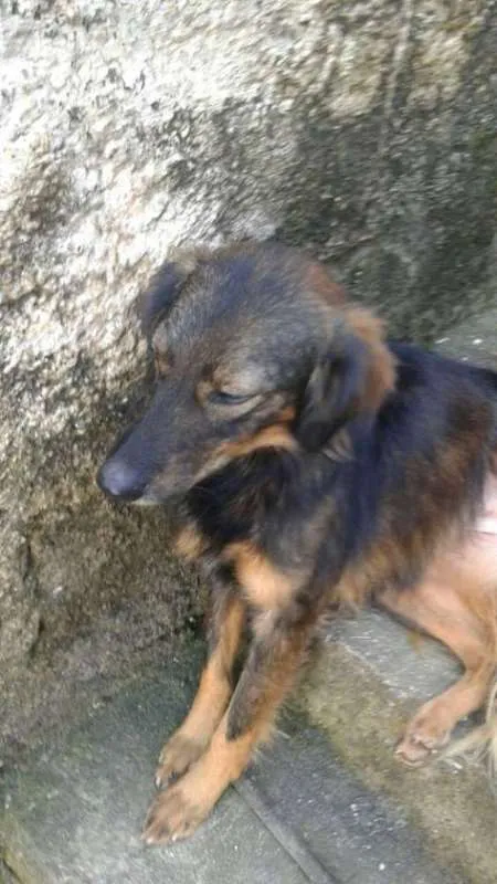 Cachorro ra a vira lata idade 3 anos nome sofia e mel