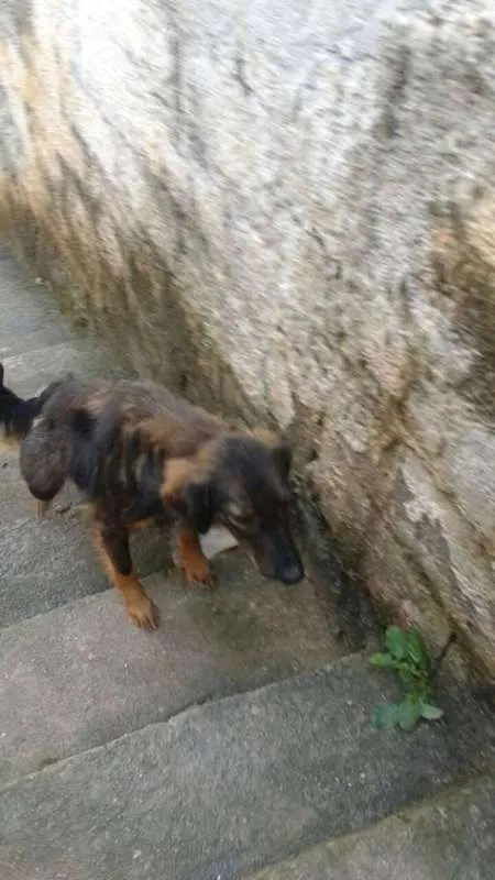 Cachorro ra a vira lata idade 3 anos nome sofia e mel