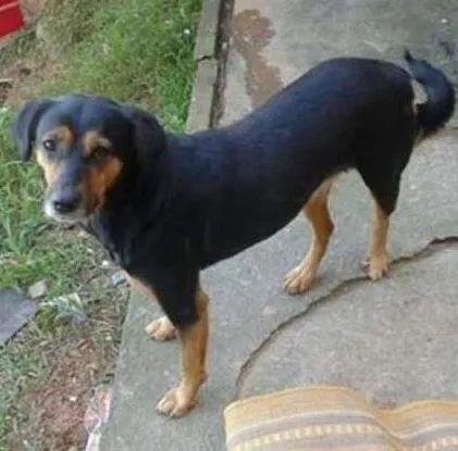 Cachorro ra a vira lata idade 3 anos nome sofia e mel