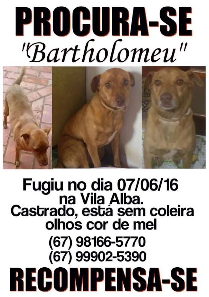 Cachorro ra a SRD idade 6 ou mais anos nome Bartolomeu 