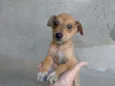 Rex