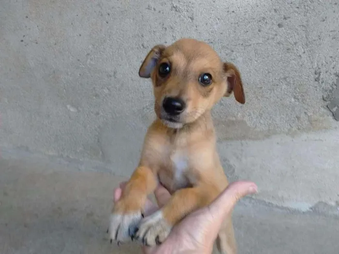 Cachorro ra a srd idade 2 a 6 meses nome Rex