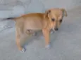 Rex