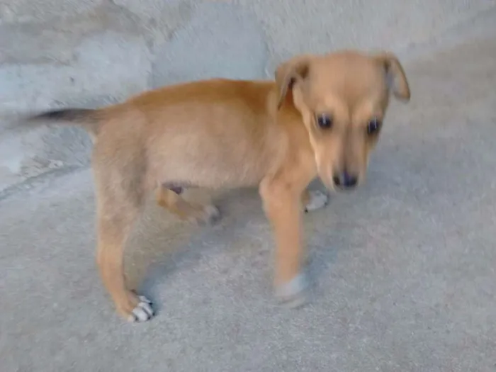 Cachorro ra a srd idade 2 a 6 meses nome Rex