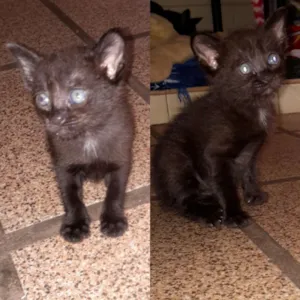 Gato raça Vira lata idade Abaixo de 2 meses nome Não tem