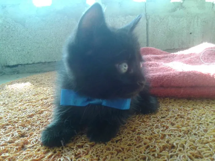 Gato ra a Sem raça definida idade 2 a 6 meses nome Pedro, Júlia e Juju