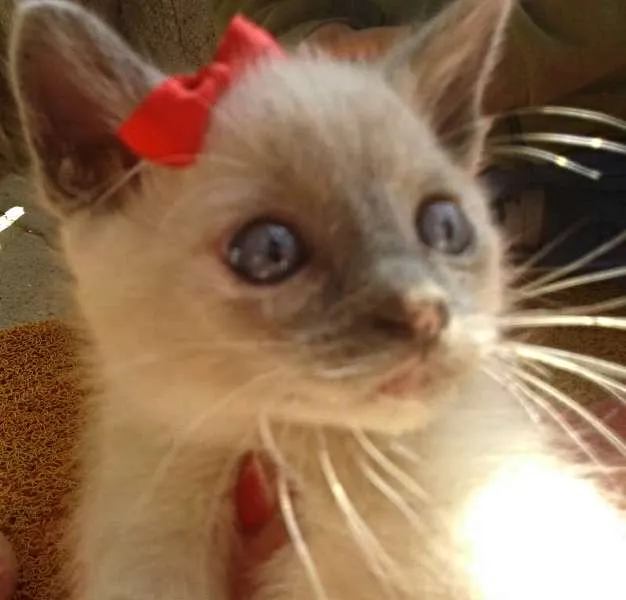 Gato ra a Sem raça definida idade 2 a 6 meses nome Pedro, Júlia e Juju