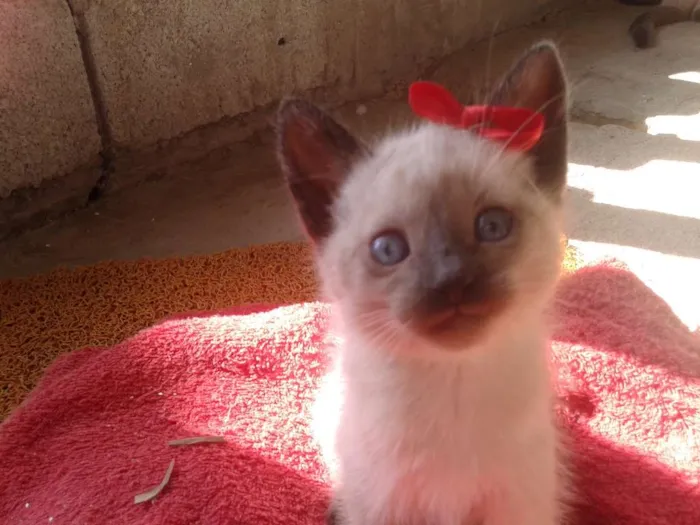 Gato ra a Sem raça definida idade 2 a 6 meses nome Pedro, Júlia e Juju