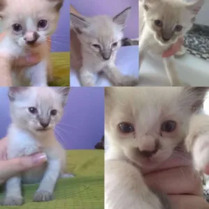 Gato raça Siamês idade Abaixo de 2 meses nome sem nome
