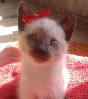 Gato raça Sem raça definida idade 2 a 6 meses nome Pedro, Júlia e Juju