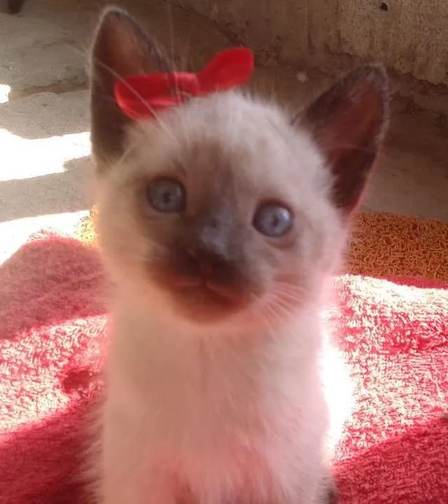 Gato ra a Sem raça definida idade 2 a 6 meses nome Pedro, Júlia e Juju