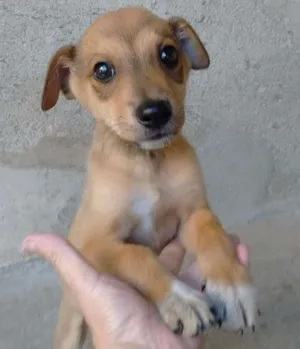 Cachorro raça srd idade 2 a 6 meses nome Rex