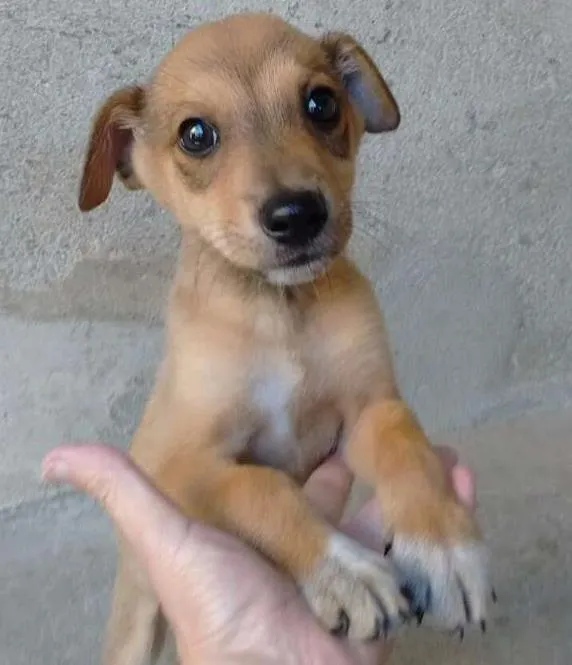 Cachorro ra a srd idade 2 a 6 meses nome Rex