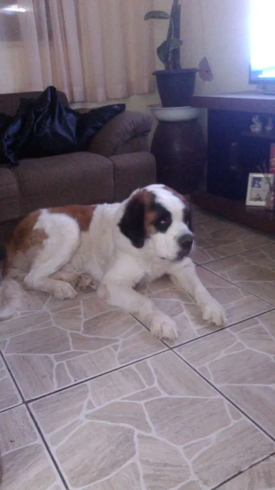 Cachorro ra a São Bernardo idade 3 anos nome fofo