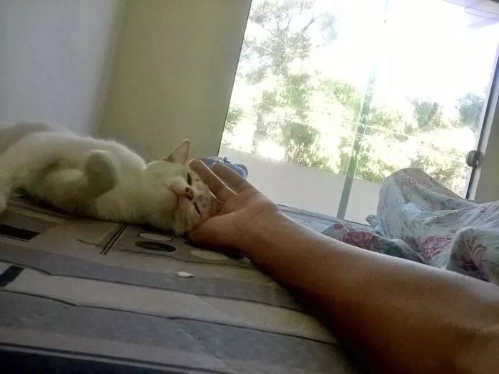 Gato raça desconheço idade 2 a 6 meses nome Nefertari