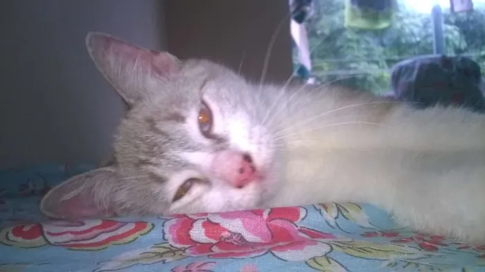 Gato raça desconheço idade 2 a 6 meses nome Nefertari
