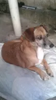 Layca 