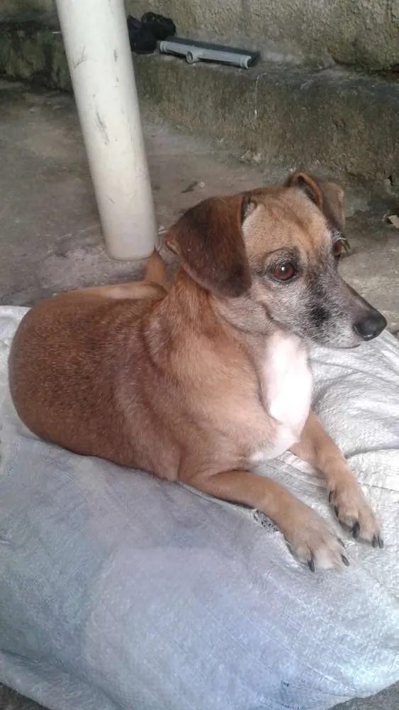 Cachorro raça Vira lata idade 3 anos nome Layca 