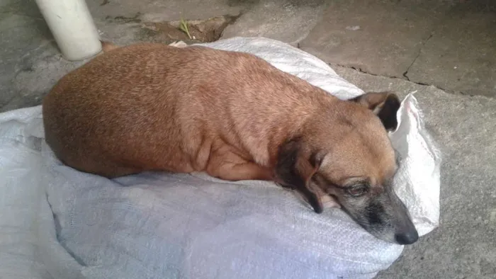 Cachorro raça Vira lata idade 3 anos nome Layca 