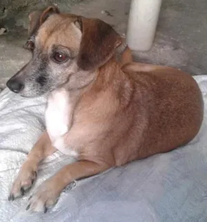 Cachorro raça Vira lata idade 3 anos nome Layca 