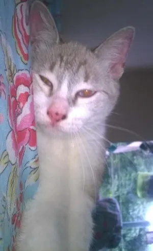 Gato raça desconheço idade 2 a 6 meses nome Nefertari