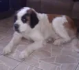 fofo