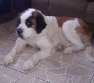Cachorro raça São Bernardo idade 3 anos nome fofo