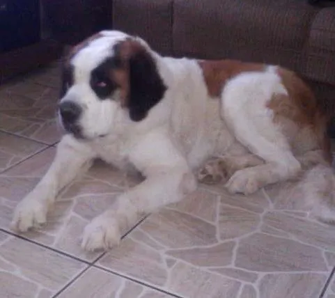 Cachorro ra a São Bernardo idade 3 anos nome fofo