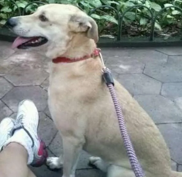 Cachorro ra a SRD idade 4 anos nome MAX