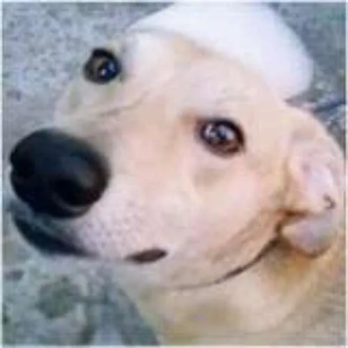 Cachorro ra a SRD idade 4 anos nome MAX