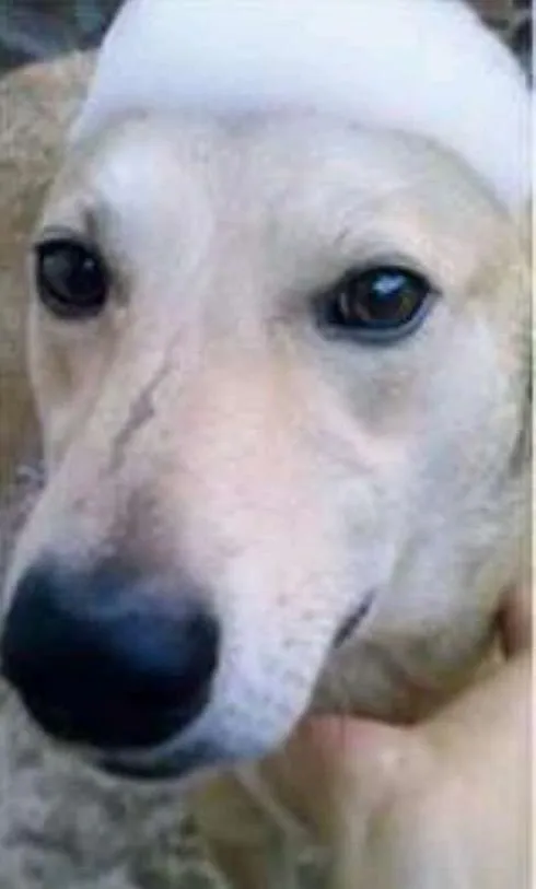 Cachorro ra a SRD idade 4 anos nome MAX