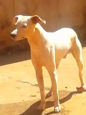 Cachorro raça  idade 2 anos nome zeus