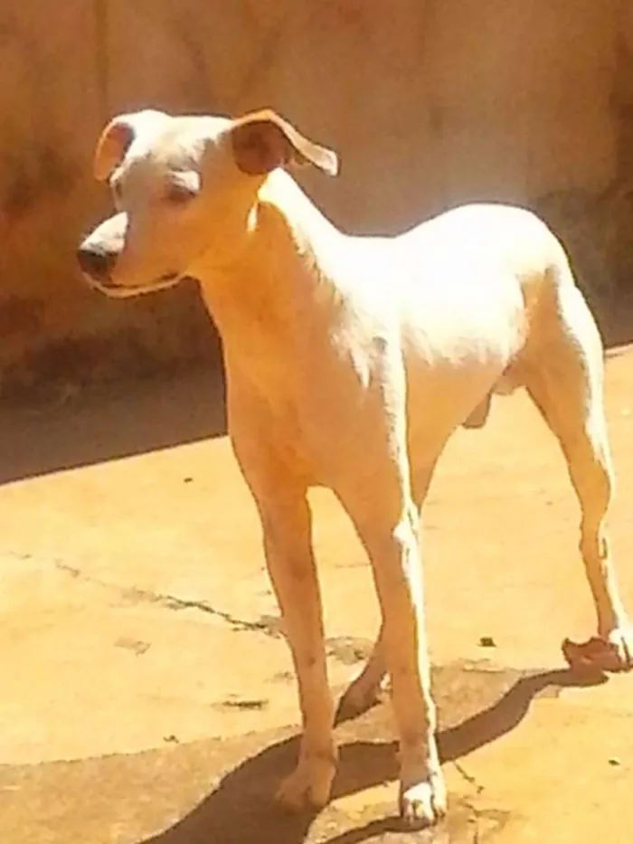 Cachorro ra a  idade 2 anos nome zeus
