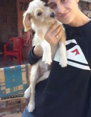 Cachorro raça Coker idade Abaixo de 2 meses nome Petter