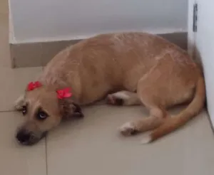 Cachorro raça Sem Raça idade 2 a 6 meses nome Luna