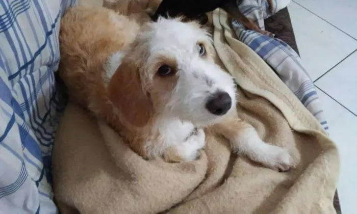 Cachorro ra a  idade 2 a 6 meses nome Mila