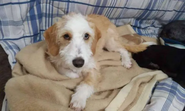 Cachorro ra a  idade 2 a 6 meses nome Mila