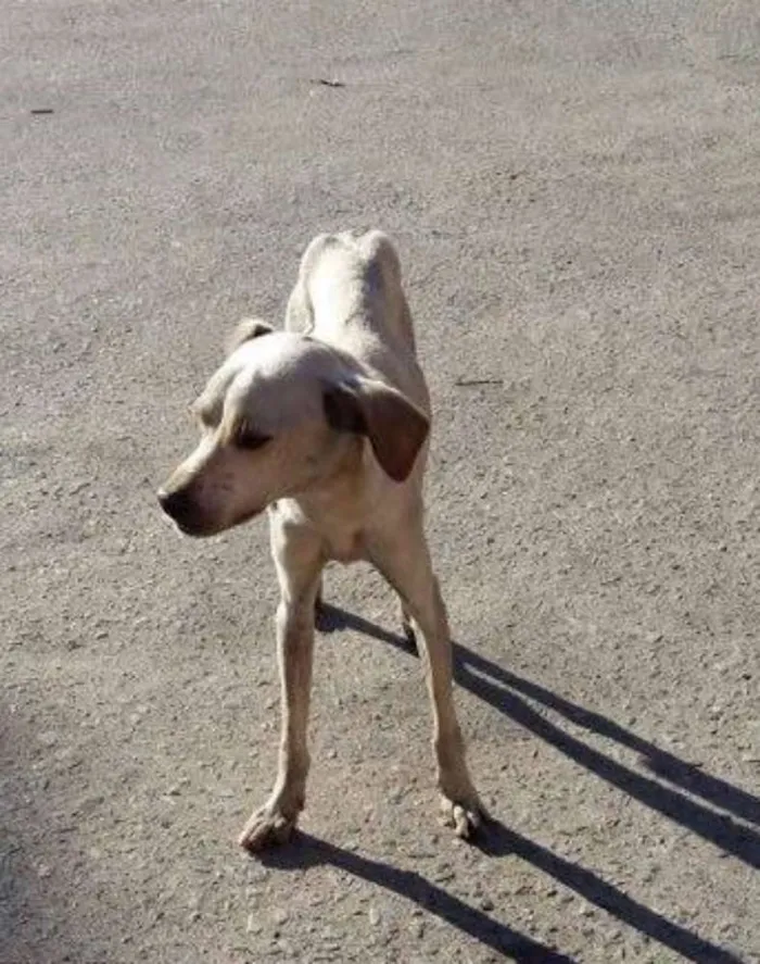 Cachorro raça do amor idade  nome Fermento