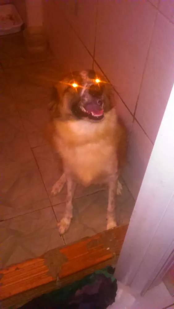 Cachorro raça Vira lata idade 1 ano nome Nina