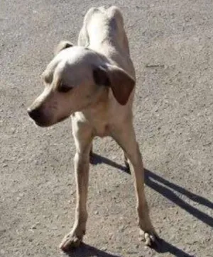 Cachorro raça do amor idade  nome Fermento