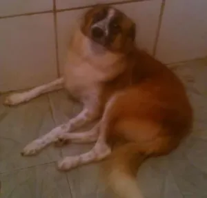 Cachorro raça Vira lata idade 1 ano nome Nina
