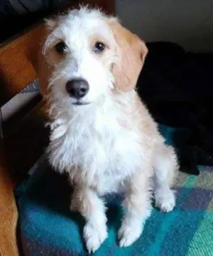 Cachorro raça  idade 2 a 6 meses nome Mila